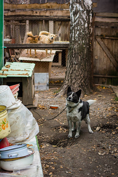 istock dog dog shelter 536749393