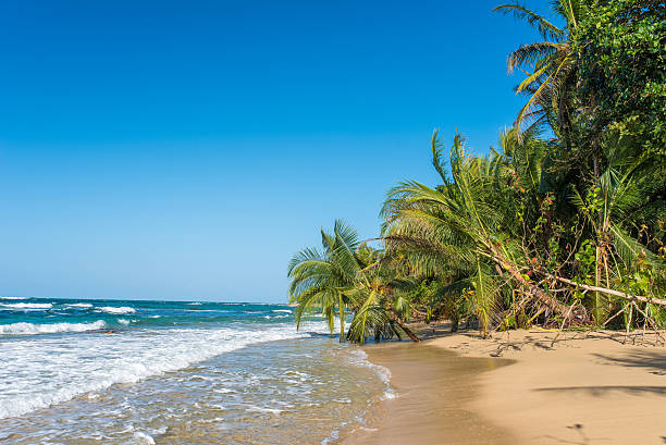 istock Punta Uva beach in Costa Rica, caribbean coast 536749552