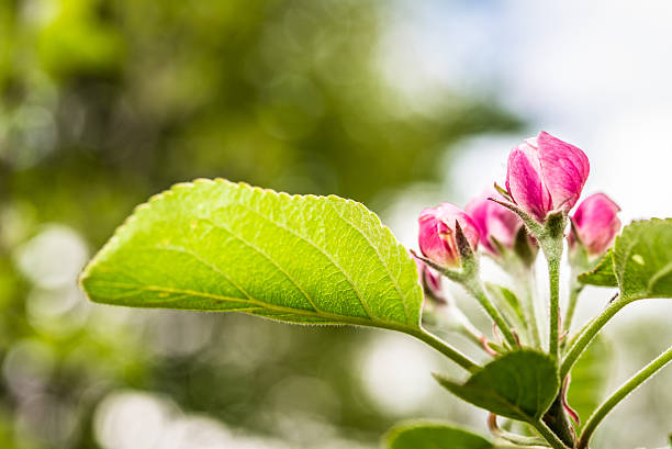 close-up de rosa flor de maçã com bokeh de fundo - pyrinae - fotografias e filmes do acervo