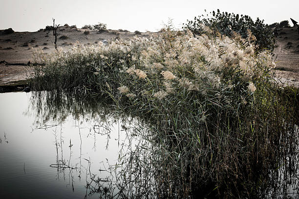 paesaggio di lago - fog desert arabia sunset foto e immagini stock