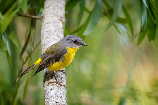 Eastern Yellow Robin perched in a tree