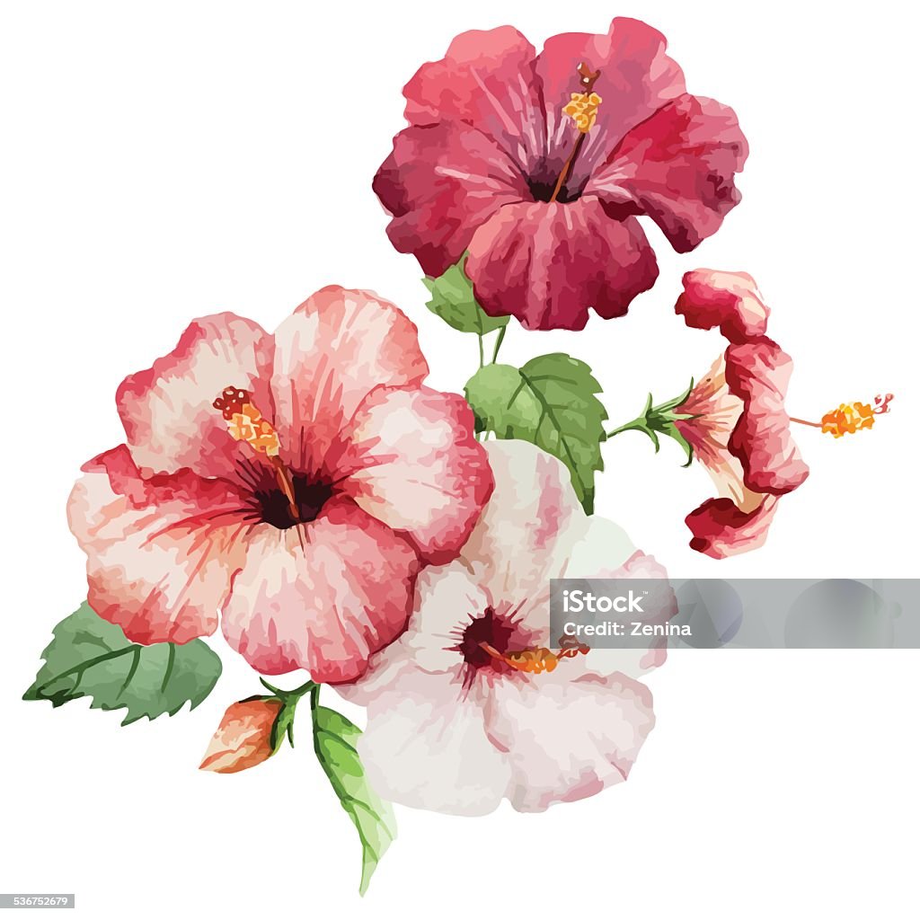 hibiscus2 Beautiful vector red and rose flowers on white fon Abstract stock vector