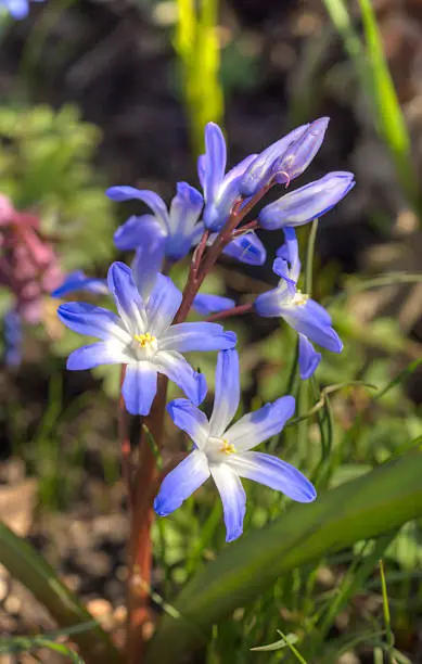 blue flowers chionodoxa in spring close up