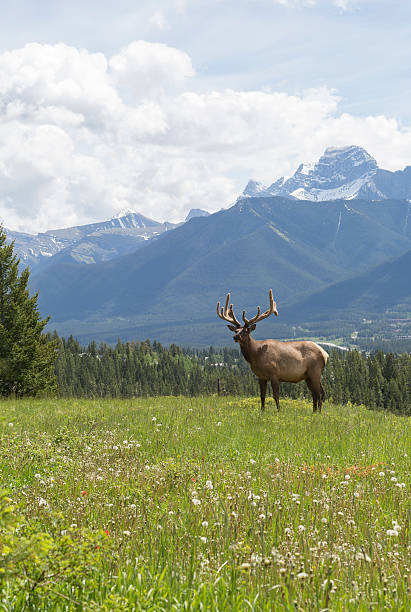 Bull elk stands in alpine meadow, below mountains