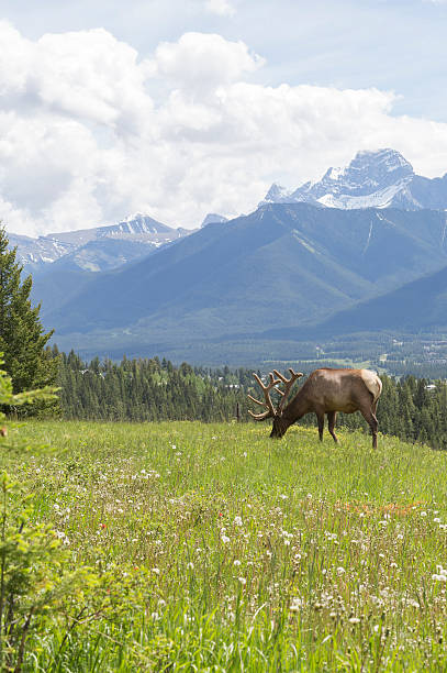 istock Bull elk stands in alpine meadow, below mountains 536754501