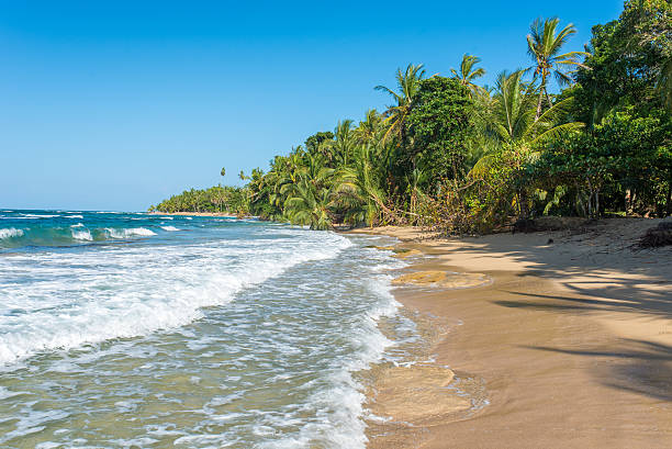 istock Punta Uva beach in Costa Rica, caribbean coast 536755464