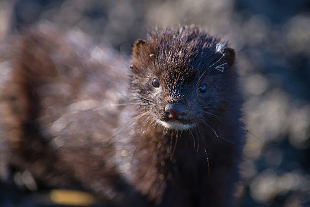 American mink Wild american mink american mink stock pictures, royalty-free photos & images