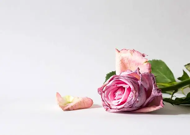 Photo of Fading pink Valentine rose petals falling off isolated on white