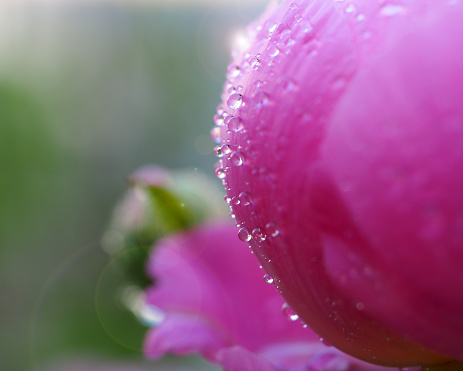 Peony petal covered in water droplets, lit by sun, copy space.  For more of my flowers (CLICK HERE)