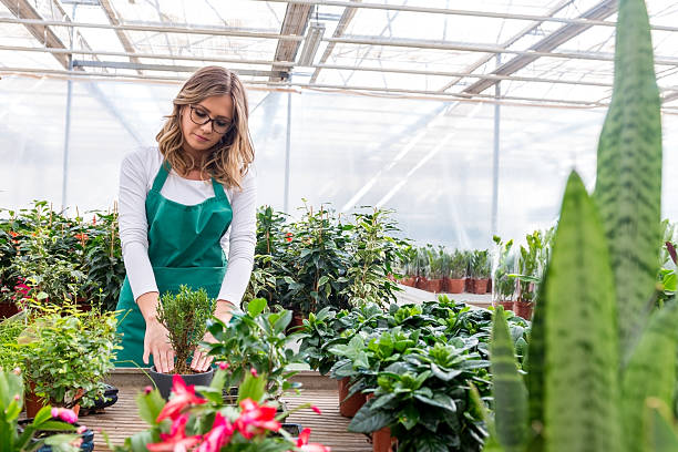 istock Young florist working in greenhouse. 536767826