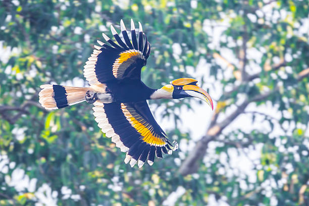 istock Full wings expand of Great hornbill 536771547