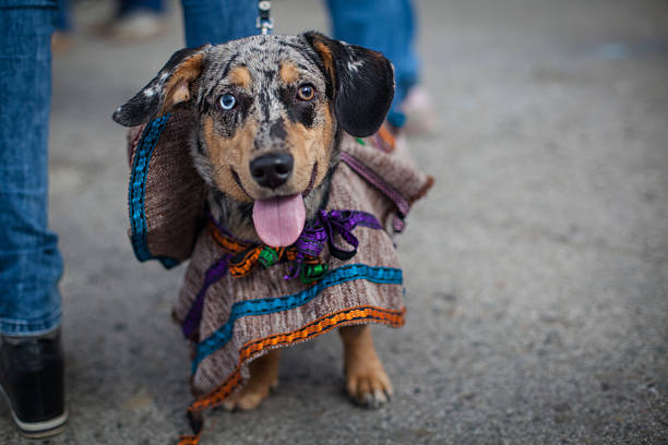 istock portrait of a dog 536771581