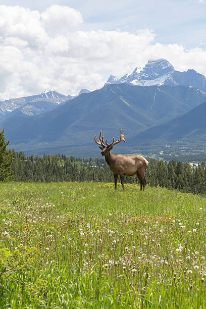 istock Bull elk stands in alpine meadow, below mountains 536771813