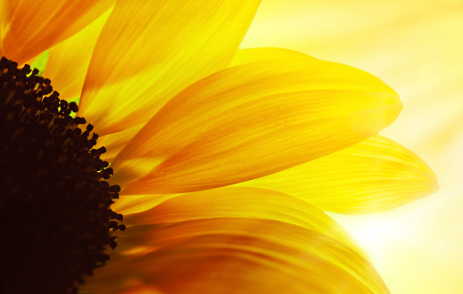 Macro Shot Of Sunflower