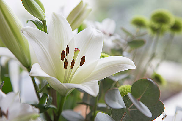 st josephs lily - lily white flower single flower fotografías e imágenes de stock