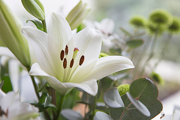 세인트 조세프스 릴리 - lily nature flower macro 뉴스 사진 이미지