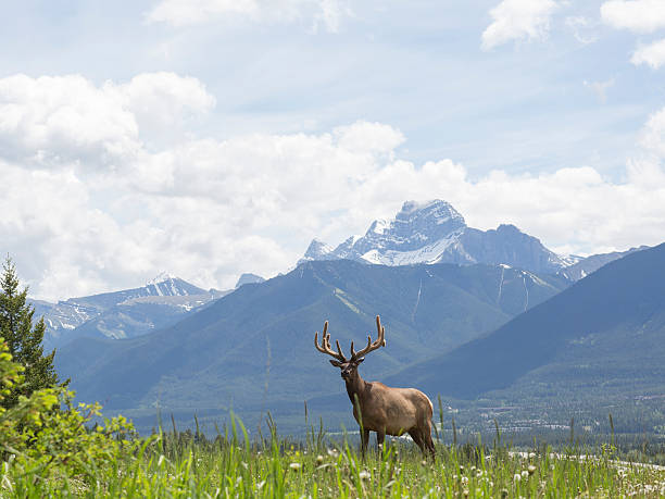 istock Bull elk stands in alpine meadow, below mountains 536772273