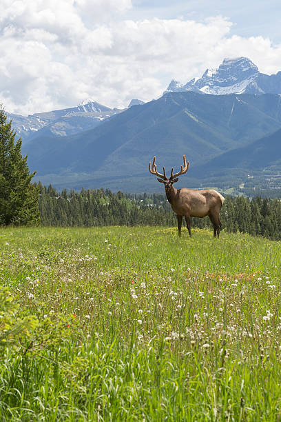istock Bull elk stands in alpine meadow, below mountains 536772277