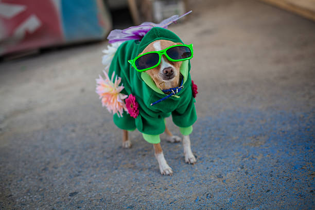 istock dog in costume 536772363