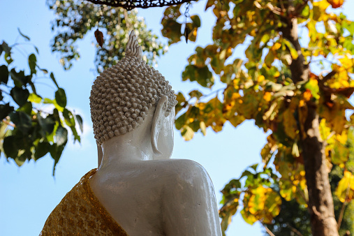 back side of white buddha statue with golden robe