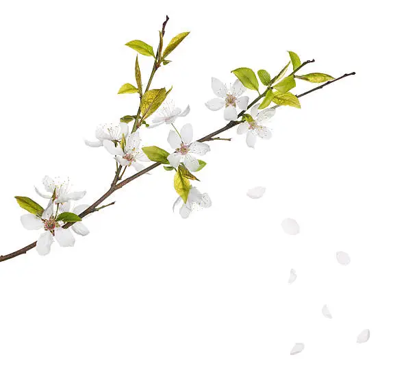 Photo of cherry tree flowers and falling petals isolated on white