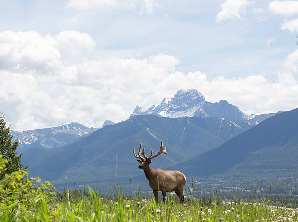 istock Bull elk stands in alpine meadow, below mountains 536773889