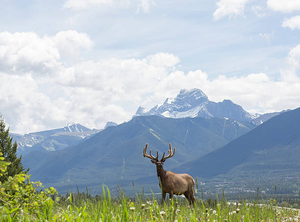 istock Bull elk stands in alpine meadow, below mountains 536773919
