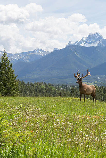 istock Bull elk stands in alpine meadow, below mountains 536773933