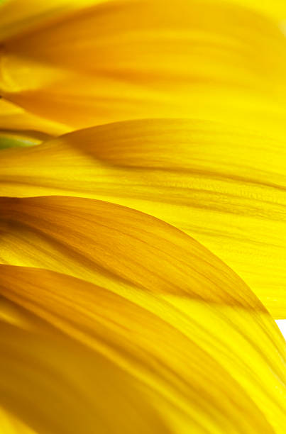 istock Macro Shot Of Sunflower 536774131
