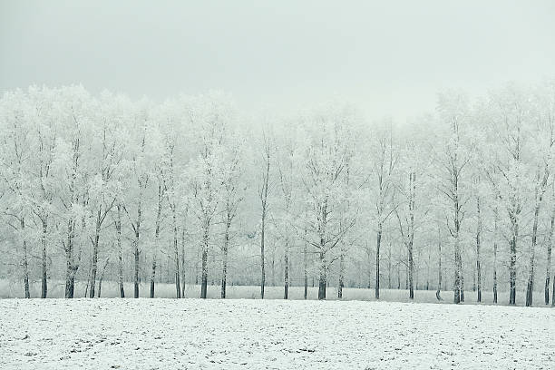 istock winter landscape nature without people 536774341