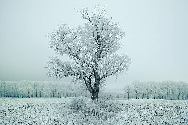 istock magical winter snow landscape trees snowfall 536774355
