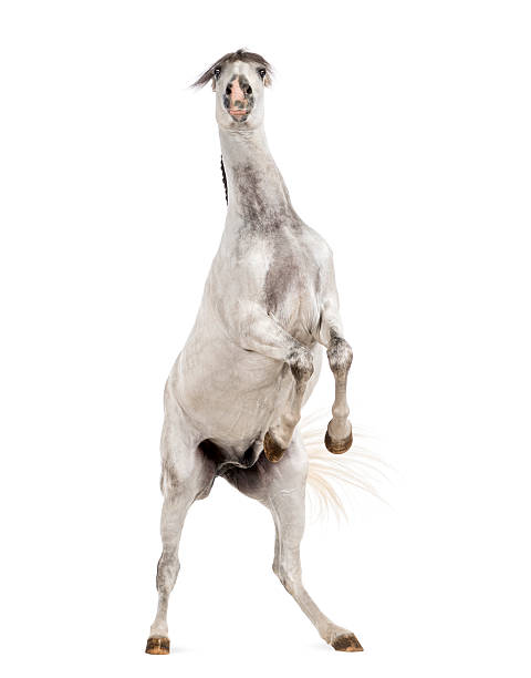 istock Andalusian horse rearing 536774493