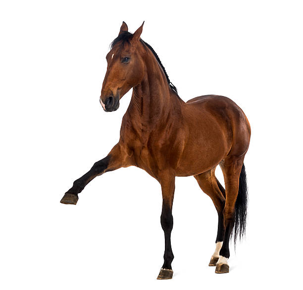 istock Andalusian horse with a leg up 536774549