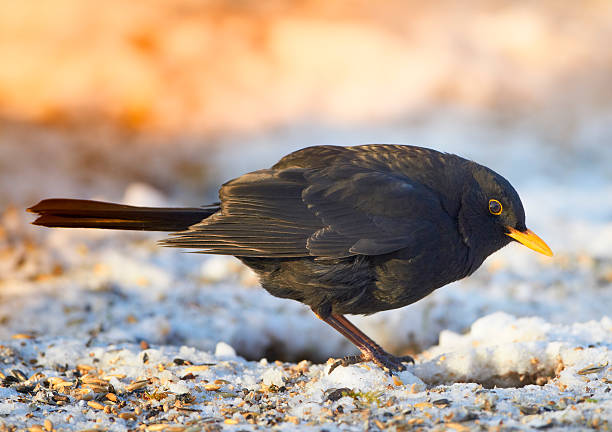 blackbird w zimowym o zachodzie słońca - common blackbird zdjęcia i obrazy z banku zdjęć