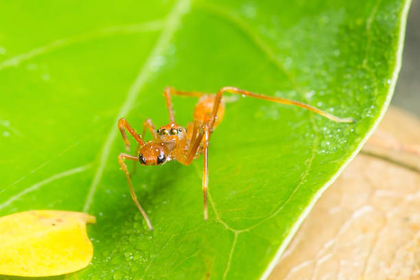 istock Kerengga ant like jumper 536776831