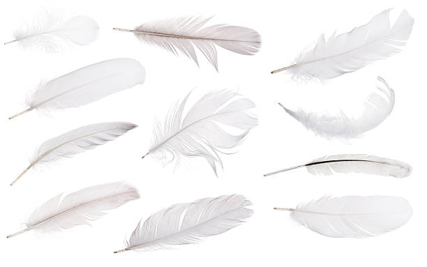 istock set of eleven light grey feathers isolated on white 536779055
