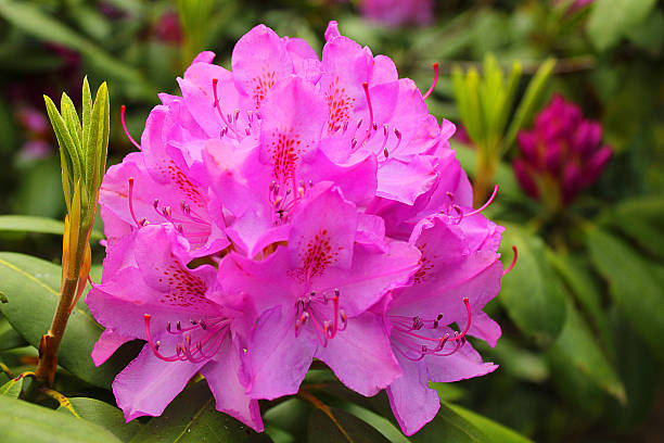 istock rhododendron in the garden 536782532
