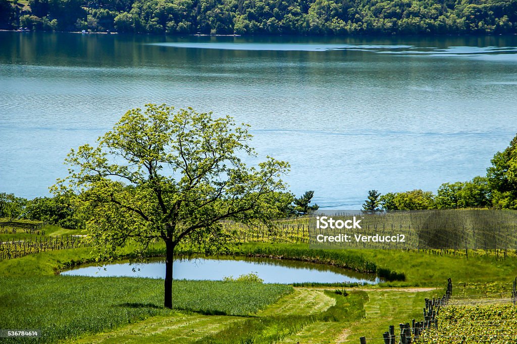 Cayuga Finger Lakes, New York Lake, Trees, Vineyard, Water, New York, Summer Finger Lakes Stock Photo