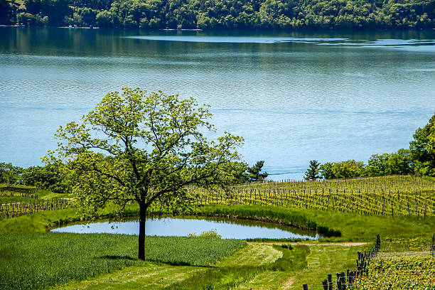 Cayuga Finger Lakes, New York Lake, Trees, Vineyard, Water, New York, Summer finger lakes stock pictures, royalty-free photos & images