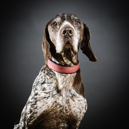 Studio portrait of a big german pointer dog looking at camera. The dog is a male. Square color image from a DSLR. Sharp focus on eyes.