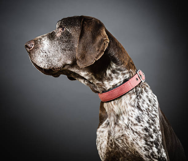 istock Portrait of a mixed breed dog. 536805360