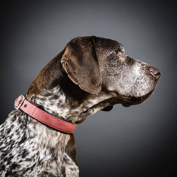 Portrait of a mixed breed dog.