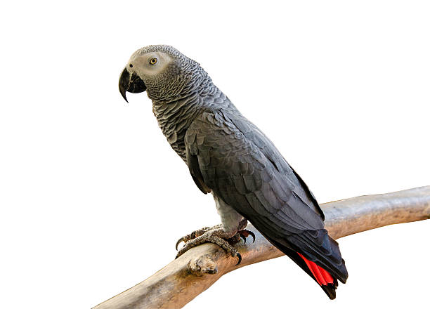 istock Portrait of African Gray Parrot isolate on white background 536810009
