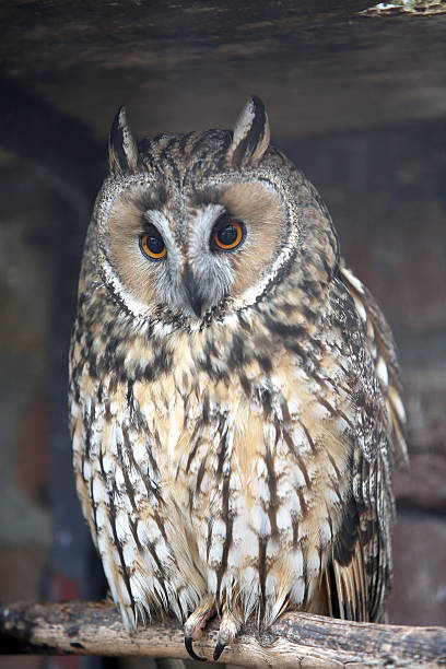 istock Owl with yellow eyes standing on a branch and looking 536811067