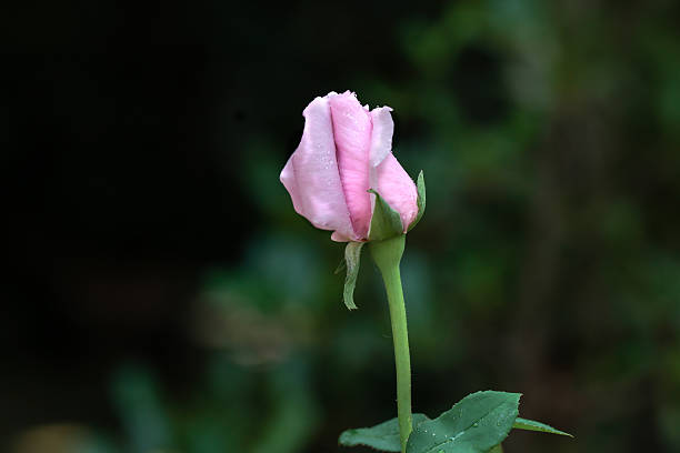 istock Young pink rose for Valentine Day 536811733
