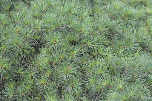 Green pine tree Needle leaf