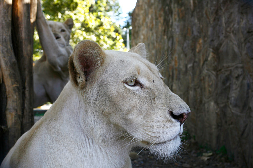 relaxed white lion with a view