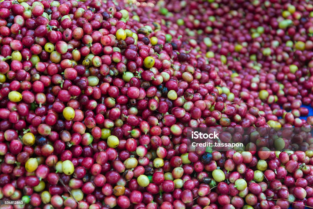 ripe coffee beans red ripe coffee cherries beans 2015 Stock Photo