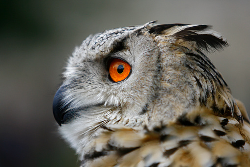 An Eurasian Eagle owl (B. bubo), one of the worlds largest owls