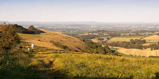 Fontmell Down Shaftesbury, England - July 28, 2012: A man walks a dog in early morning light on Fontmell Down, a chalk hill overlooking the Blackmore Vale in North Dorset, England. blackmore vale stock pictures, royalty-free photos & images